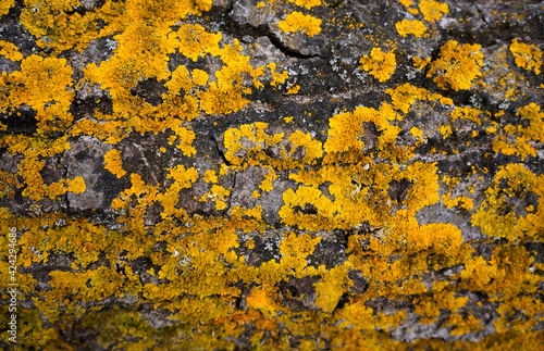 trunk of antique ancient tree with yellow moss 