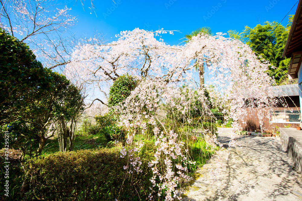 小柿山の枝垂れ桜