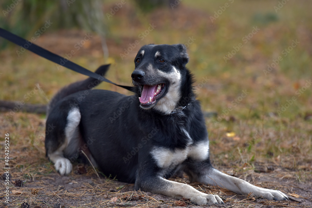 black and brown dog mongrel at animal shelter black and brown dog mongrel at animal shelter