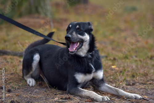 black and brown dog mongrel at animal shelter