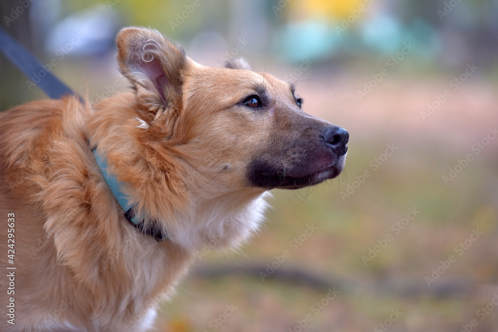 ginger mongrel dog at animal shelter ginger mongrel dog at animal shelter