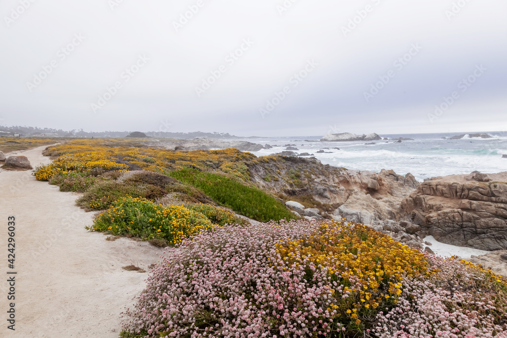 Beautiful landscape near Monterey city in California. Turquoise ocean with big waves and rocky cliffs. Paradise beach of California. Pacific ocean and cliffs with plants.