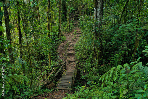 A hiking trail inside a tropical forest leading to an old wooden bridge
