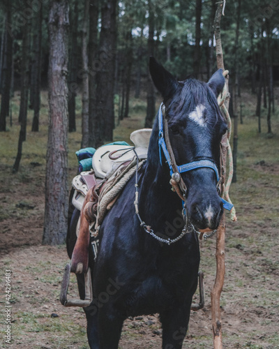 Caballo para cabalgar 