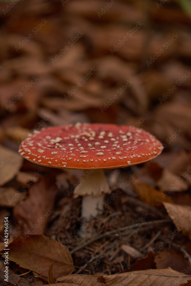 mushrooms in the autumn forest mushrooms in the autumn forest