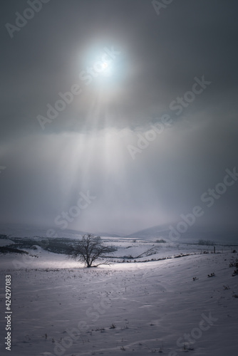 Icy sun blazing down on snow highlighting a tree on the Yakima Indian Reservation photo