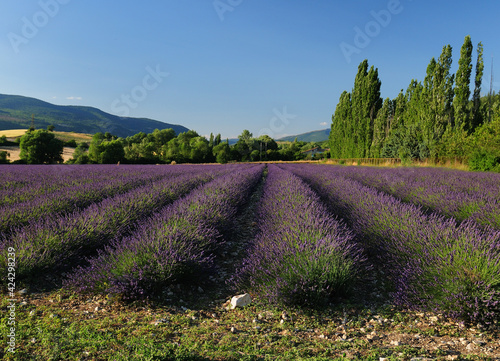 Vivid Violet Blooming Lavender Flowers In Row In Valensole France During A Sunny Day