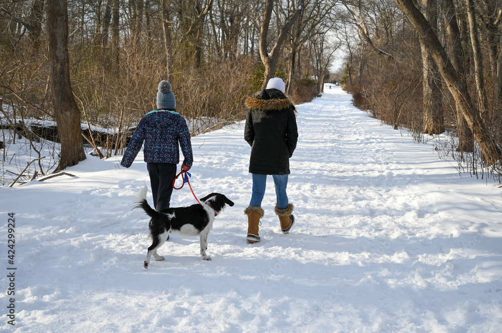 Waling Dog on Snowy Path