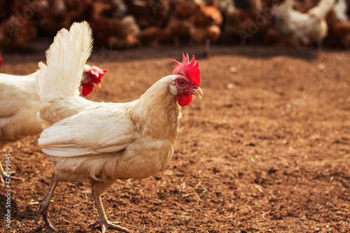 ein weißes Huhn, das neugierig auf dem Hof eines Bauernhofes geht. Im Hintergrund sind mehrere braune Hühner.