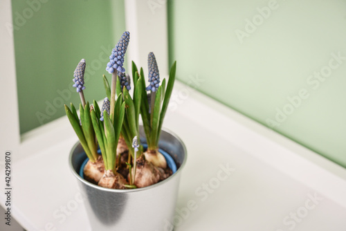 Muscari flowers in a pot