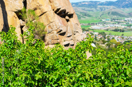 Pacific Poison Oak, Toxicodendron diversilobum, dense shrub thickets in full sunlight. Blurred rock and rural area on horizon. photo