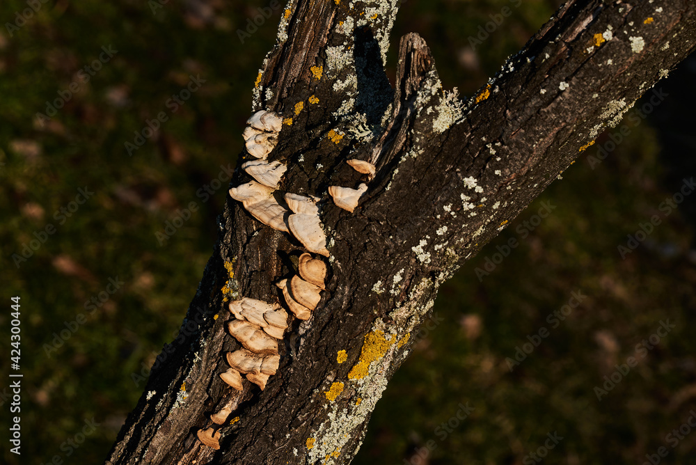 tree bark textures tree bark textures