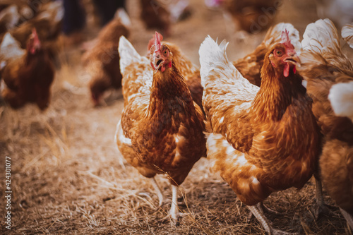 Viele Hühner laufen gackernd auf dem Hof von einem Bio Bauernhof herum.