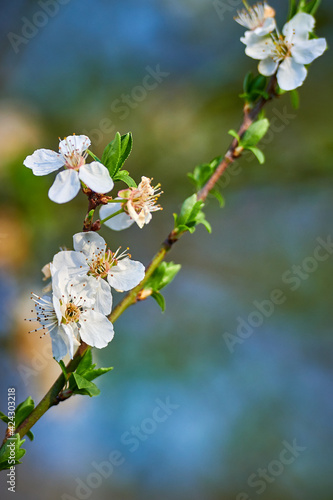 Beautiful nature with flowering tree and sun. Spring flowers with blurred background. Blossom tree over nature background with selective focus