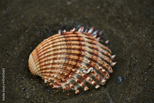 seashells
