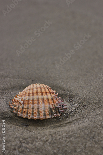 seashells