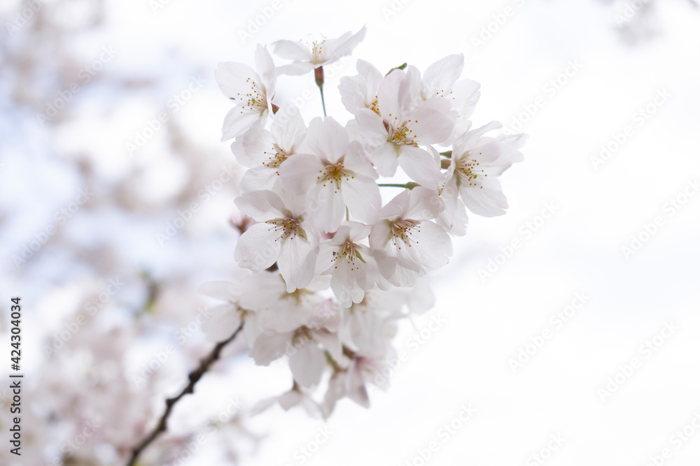 tree blossom tree blossom