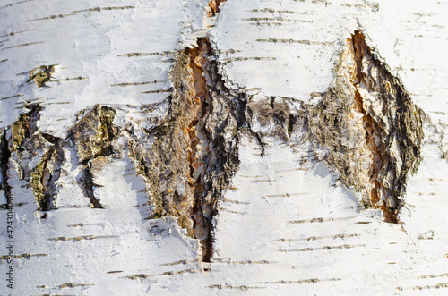 Birch trunk with white tree bark.