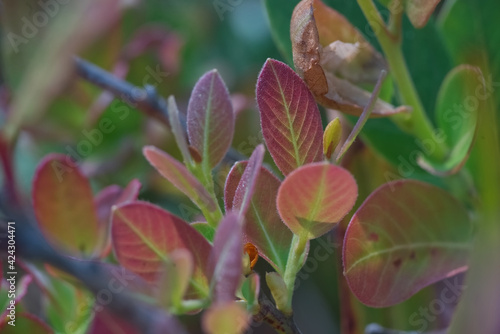 Colorful leaf branch with blur background