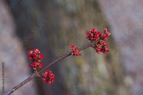 Red elm tree first spring flower bunches on the twig with sunset light and dark tree background. Spring nature close up. New life starting. Red natural corona.