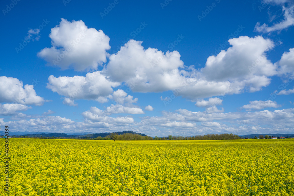 Yellow Fields