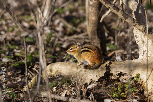 Chipmunk sitting on the forest floor in the sun on a fallen log. 