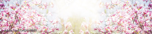 Banner with spring nature. Closeup of blooming magnolia tree. sunny blurred garden with bokeh.