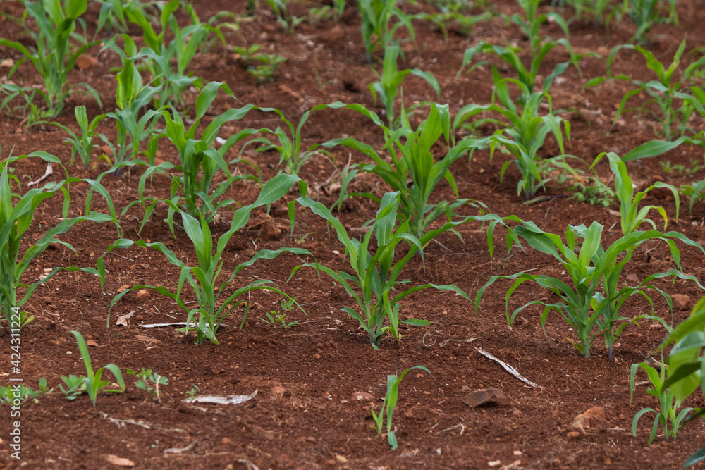 Small corn plantation in the city. Small corn plantation in the city.