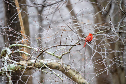 male northern cardinal on an icy branch