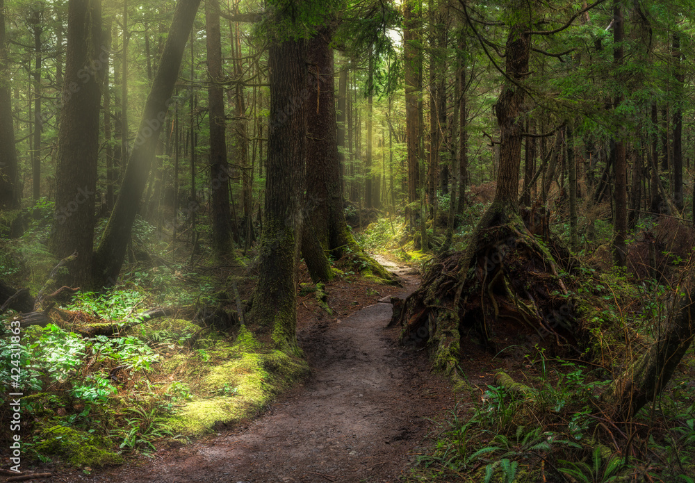 Obraz premium path through the olympic rain forest to 2nd beach la push with sun beam rays streaking forest canopy
