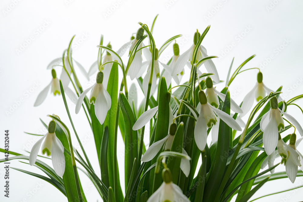 Fototapeta premium Galanthus nivalis. Snowdrops on the white background. Springtime symbol.