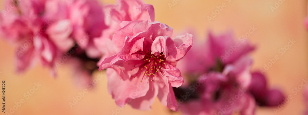 Fototapeta premium 春の満開のピンク色の桜の花のアップ写真