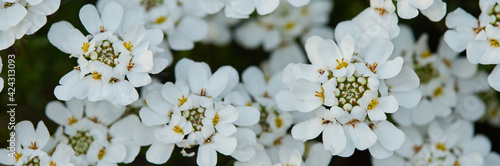 春の満開の花のアップ写真