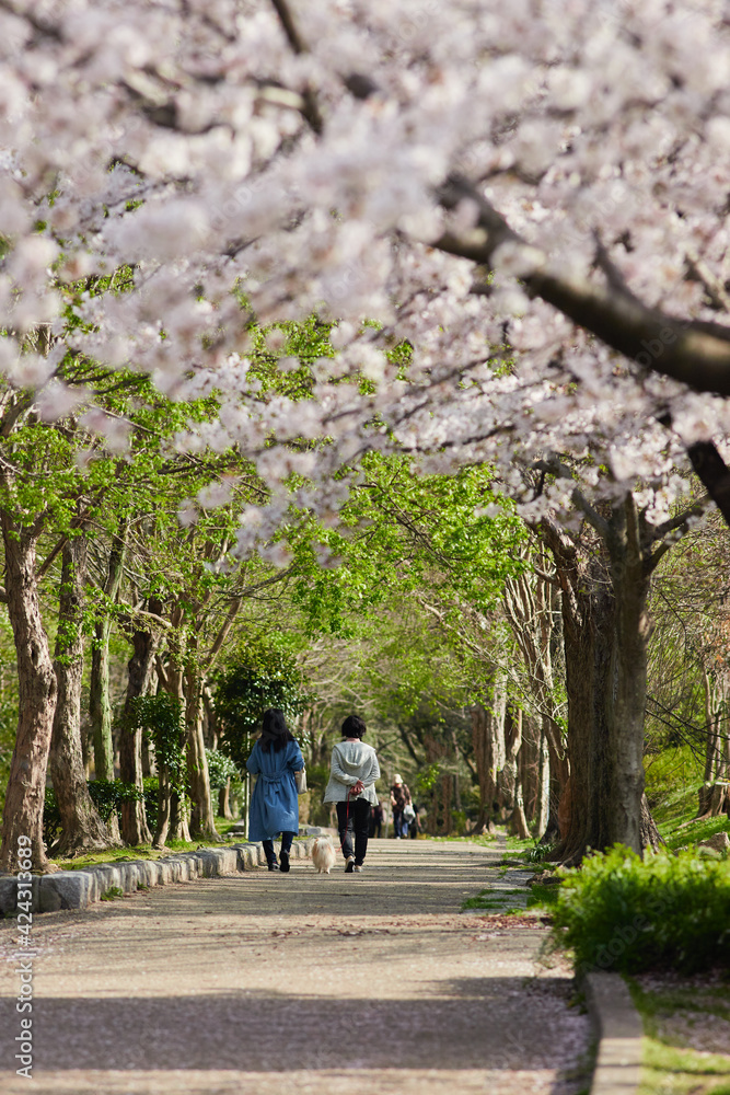 春の桜満開の公園で犬を連れて花見している人々の姿