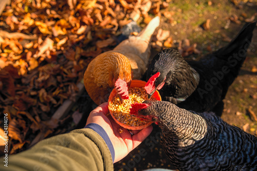 Three chickens eating out of a person's hand in the fall. 