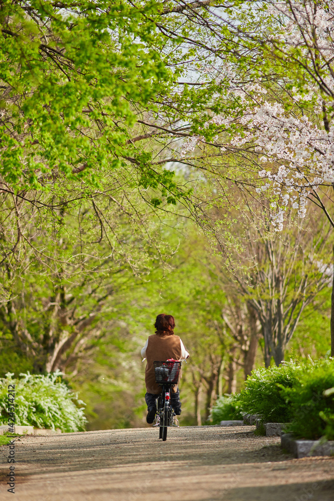 春の桜満開の公園で自転車を乗っている中高年女性の姿