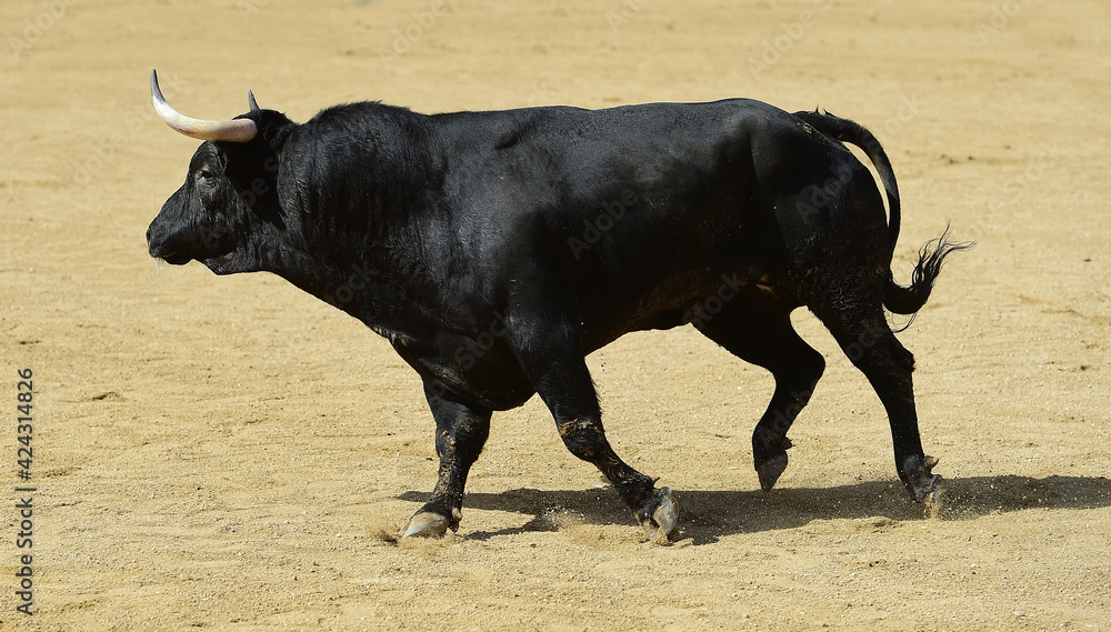 spanish strong bull with big horns in a traditional spectacle of bullfight spanish strong bull with big horns in a traditional spectacle of bullfight
