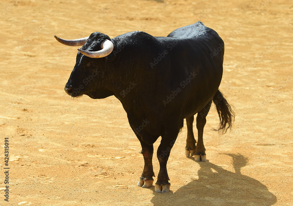 spanish strong bull with big horns in a traditional spectacle of bullfight spanish strong bull with big horns in a traditional spectacle of bullfight