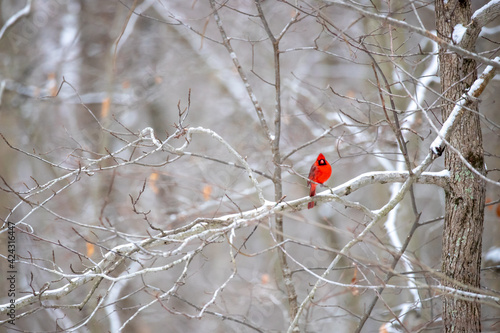 Male northern cardinal bird on snow covered tree branches in winter southern Maryland USA  