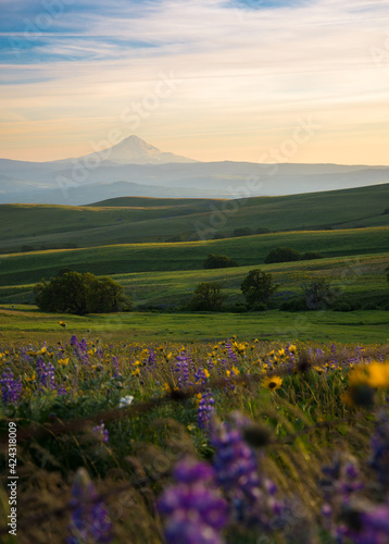 scenic view of mt hood from washington state over the rolling hills at dalles mt ranch with wild flowers in full bloom