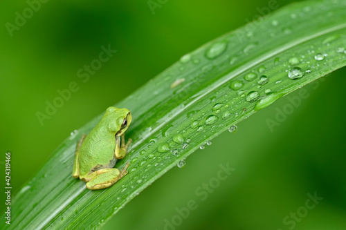 雨蛙