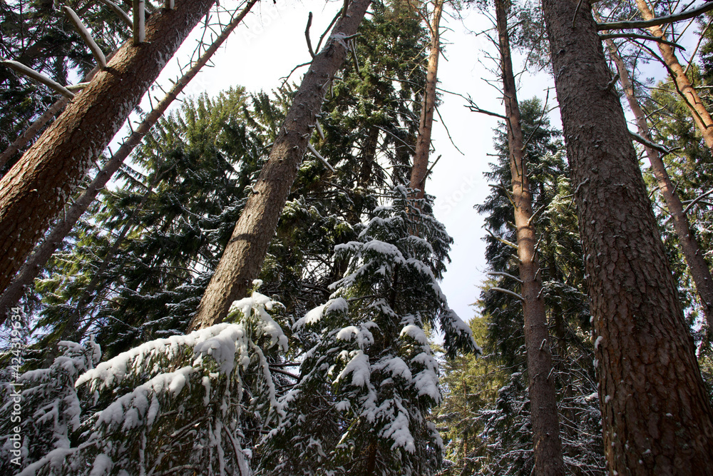 Fototapeta premium winter forest trees