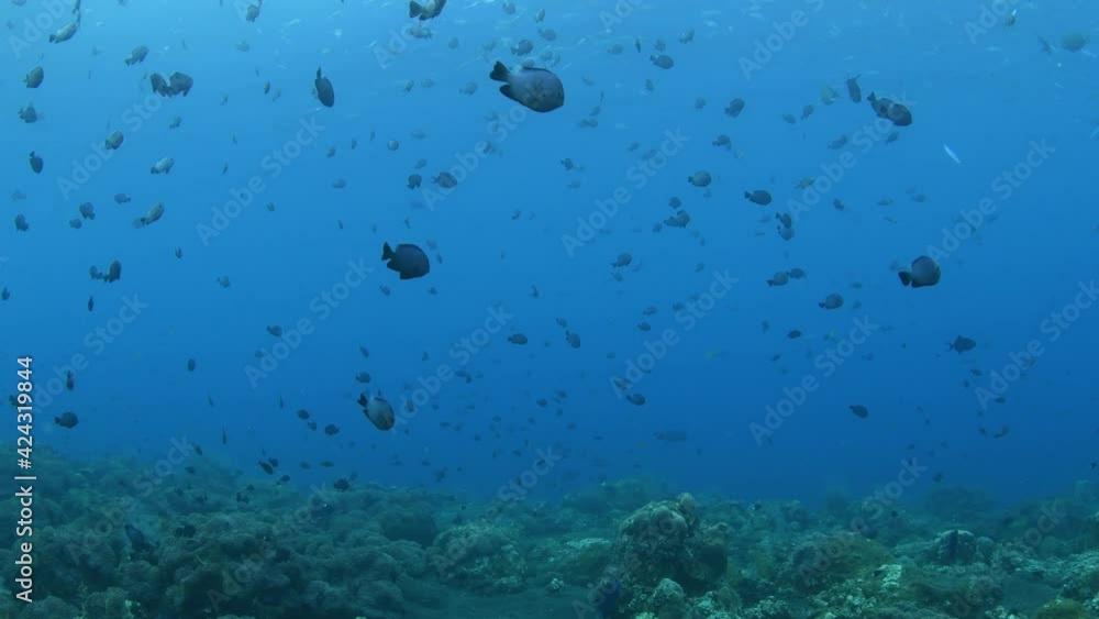 Amazing underwater world of Bali. 4k video taken with a tripod. Amazing underwater world of Bali. 4k video taken with a tripod.