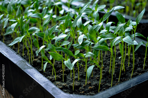Potted pepper seedlings
