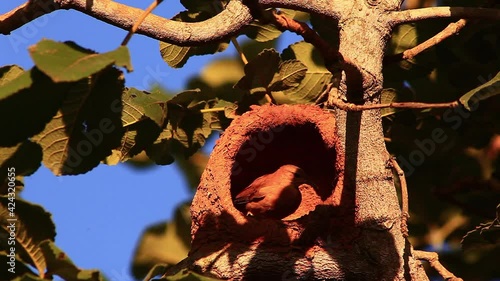 Red ovenbird tends to its nest made of mud and clay photo