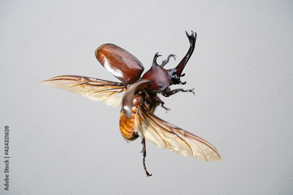 カブトムシのオスが羽ばたく様子 Stock Photo | Adobe Stock