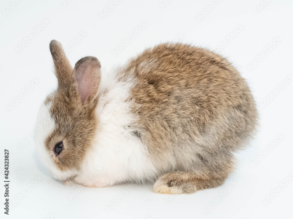 Close up of one first brown rabbit animal small banny easter wear hat look at camera sit pretty beautiful and funny happy animal pet wild have white isolated background copy space.
