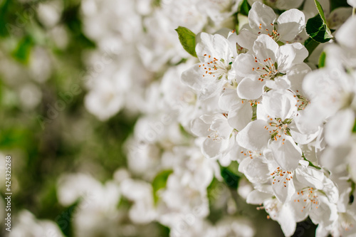 Blooming apple trees. Close-up of flowering branches of an apple tree on a bright sunny day. Selective focus