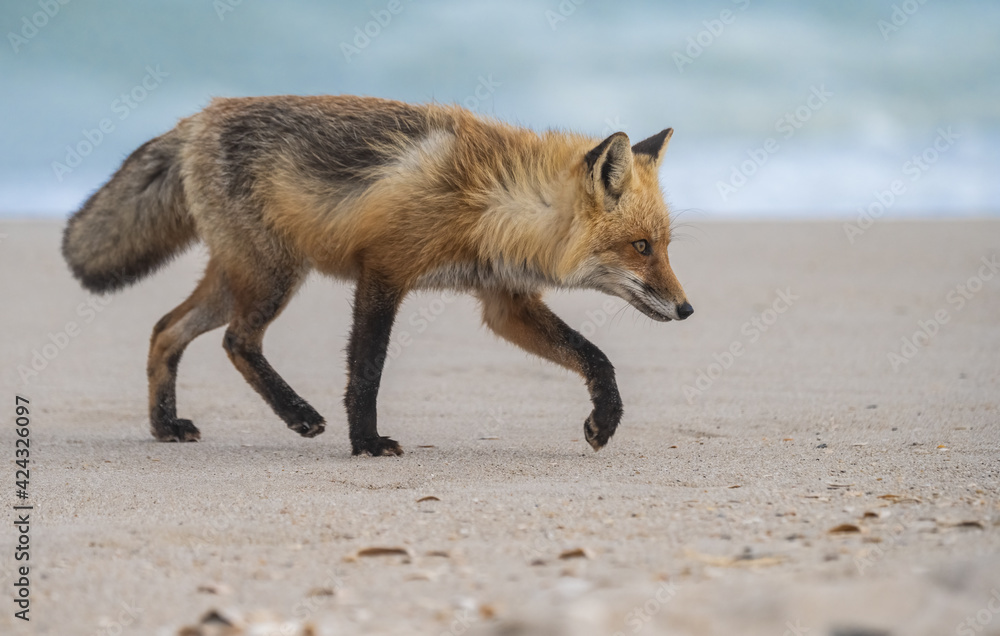 Fototapeta premium Red Fox at the Beach in New Jersey 