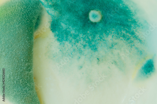 blue mold background, macro view